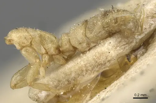Hypoponera coeca specimen CASENT0915189 image casent0915189_2