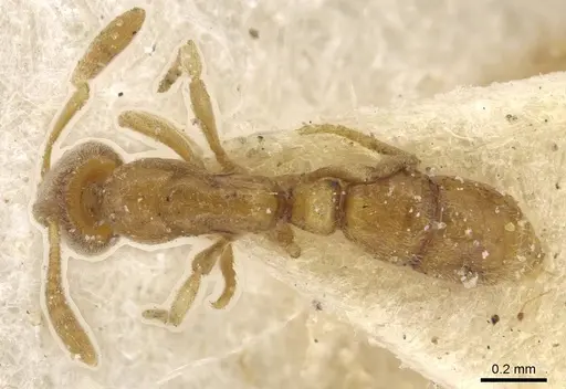 Hypoponera coeca specimen CASENT0915200 image casent0915200_1