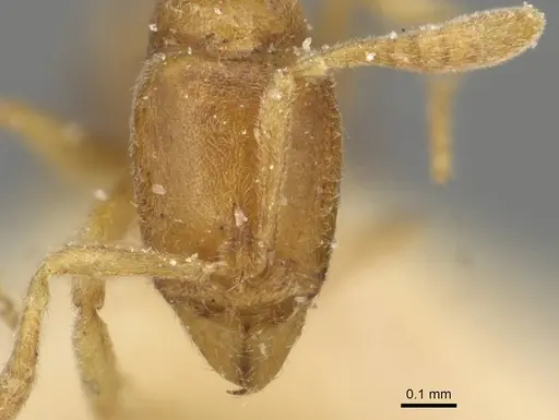 Hypoponera coeca specimen CASENT0915200 image casent0915200_2