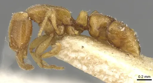 Hypoponera coeca specimen CASENT0915200 image casent0915200_3