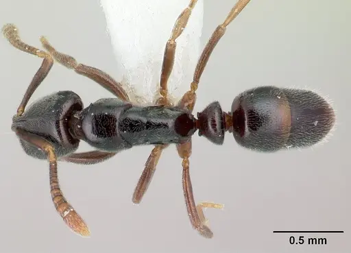Hypoponera comis specimen CASENT0192386 image casent0192386_1