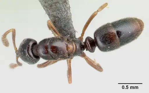Hypoponera comis specimen CASENT0192390 image casent0192390_1