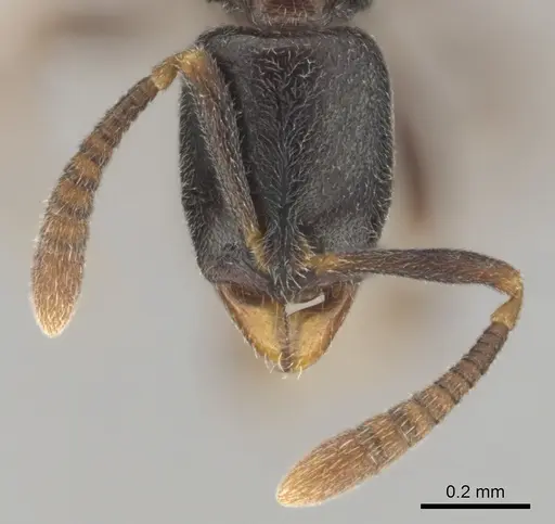 Hypoponera comis specimen CASENT0250660 image casent0250660_3