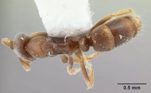 Hypoponera confinis specimen CASENT0178377 image casent0178377_1