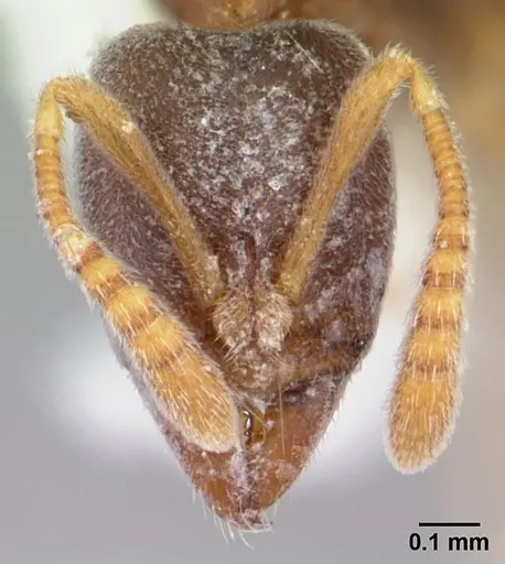 Hypoponera confinis specimen CASENT0178377 image casent0178377_2