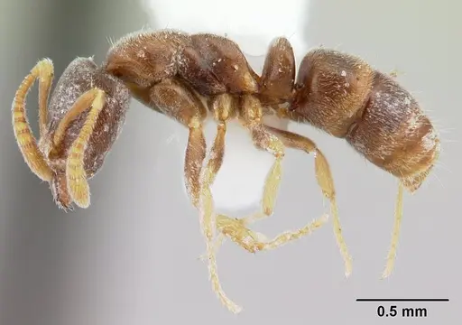 Hypoponera confinis specimen CASENT0178377 image casent0178377_3