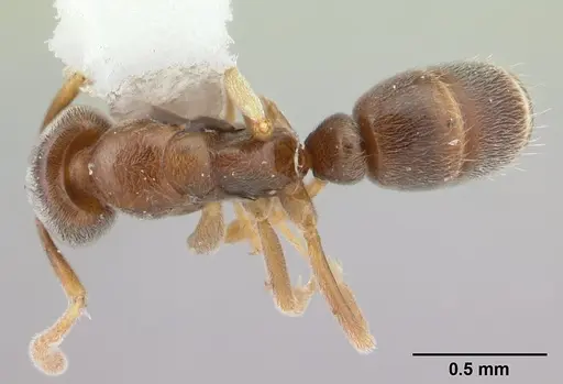 Hypoponera confinis specimen CASENT0178378 image casent0178378_1
