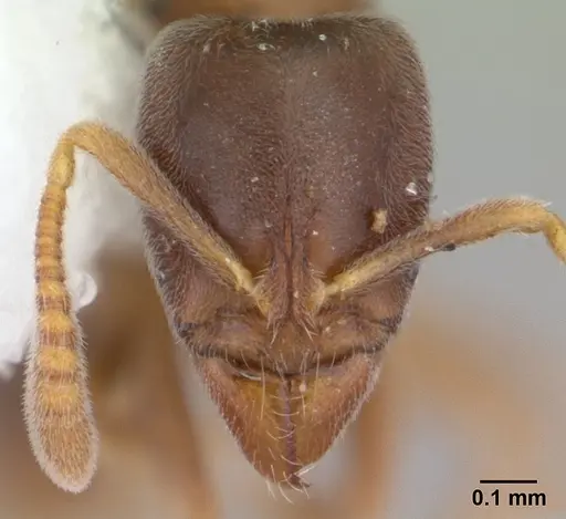 Hypoponera confinis specimen CASENT0178378 image casent0178378_2