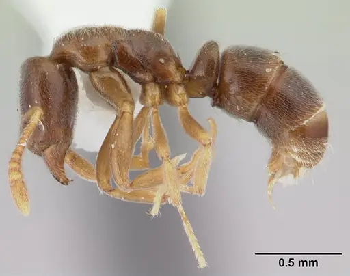 Hypoponera confinis specimen CASENT0178378 image casent0178378_3