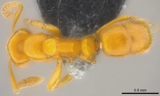 Hypoponera confinis specimen CASENT0186525 image casent0186525_1