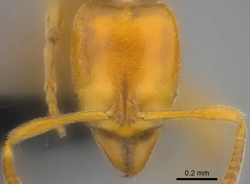 Hypoponera confinis specimen CASENT0186525 image casent0186525_2