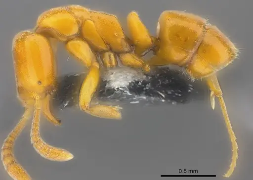 Hypoponera confinis specimen CASENT0186525 image casent0186525_3