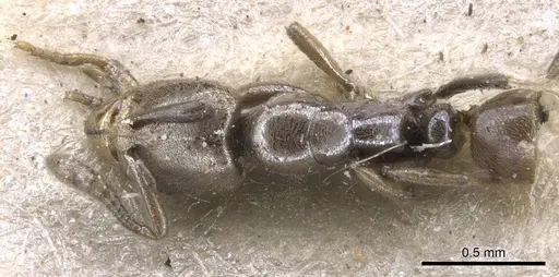 Hypoponera confinis specimen CASENT0902565 image casent0902565_1