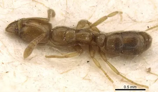 Hypoponera confinis specimen CASENT0907306 image casent0907306_1