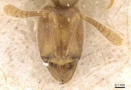 Hypoponera confinis specimen CASENT0907306 image casent0907306_2