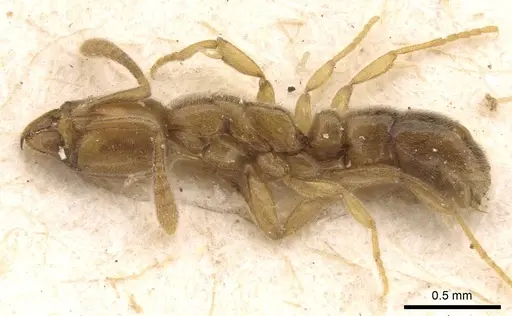 Hypoponera confinis specimen CASENT0907306 image casent0907306_3