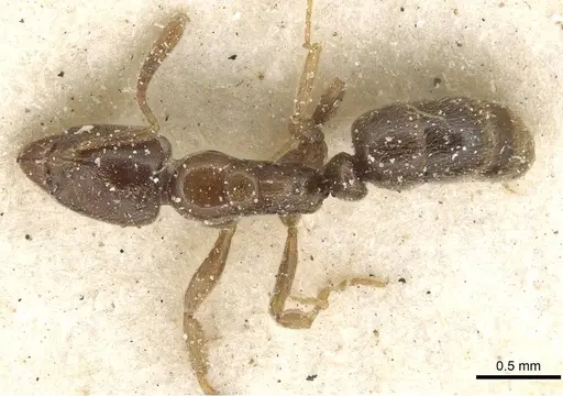 Hypoponera confinis specimen CASENT0915191 image casent0915191_1