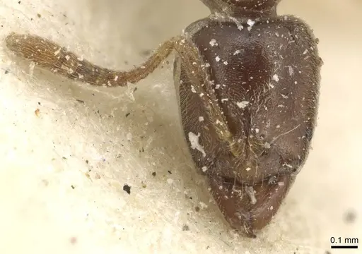 Hypoponera confinis specimen CASENT0915191 image casent0915191_2