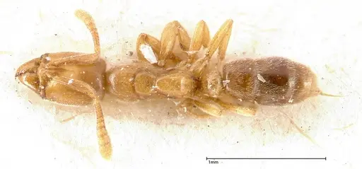 Hypoponera confinis specimen FOCOL0358 image focol0358_1