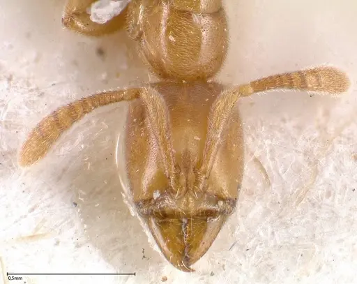 Hypoponera confinis specimen FOCOL0358 image focol0358_2