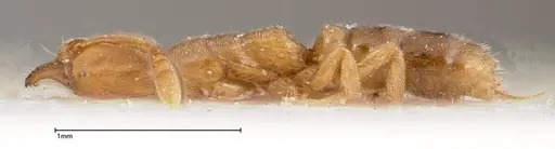 Hypoponera confinis specimen FOCOL0358 image focol0358_3