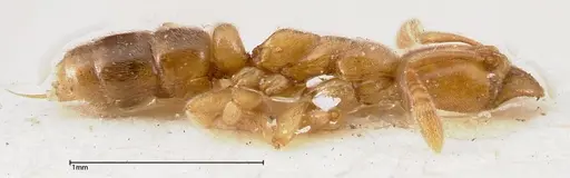 Hypoponera confinis specimen FOCOL0358 image focol0358_4