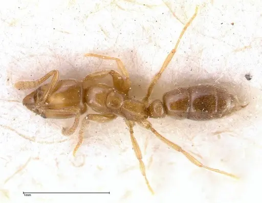 Hypoponera confinis specimen FOCOL0359 image focol0359_1