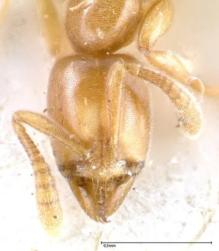 Hypoponera confinis specimen FOCOL0359 image focol0359_2