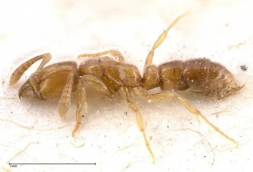 Hypoponera confinis specimen FOCOL0359 image focol0359_3