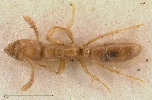 Hypoponera confinis specimen FOCOL0989 image focol0989_1