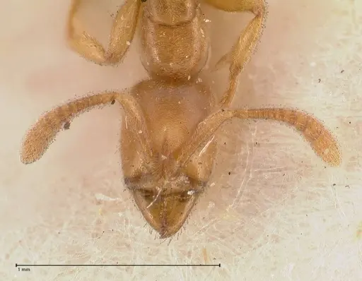 Hypoponera confinis specimen FOCOL0989 image focol0989_2
