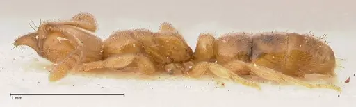 Hypoponera confinis specimen FOCOL0989 image focol0989_3