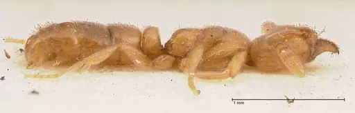 Hypoponera confinis specimen FOCOL0989 image focol0989_4