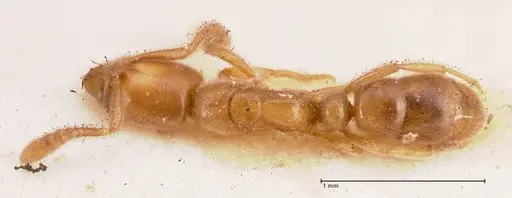 Hypoponera confinis specimen FOCOL0990 image focol0990_1