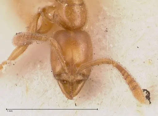 Hypoponera confinis specimen FOCOL0990 image focol0990_2