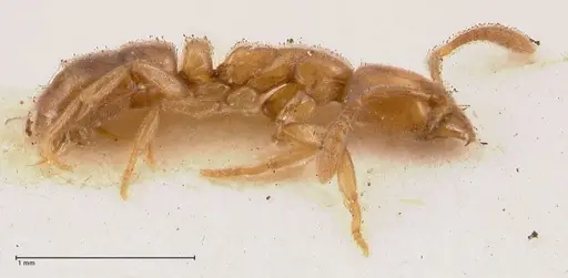 Hypoponera confinis specimen FOCOL0990 image focol0990_3