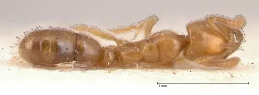 Hypoponera confinis specimen FOCOL0991 image focol0991_1