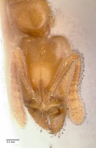 Hypoponera confinis specimen FOCOL0991 image focol0991_2