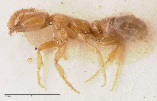 Hypoponera confinis specimen FOCOL0991 image focol0991_3