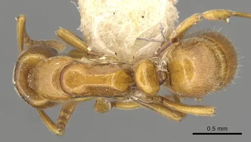 Hypoponera congrua specimen CASENT0915192 image casent0915192_1