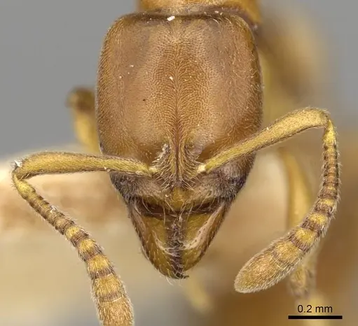 Hypoponera congrua specimen CASENT0915192 image casent0915192_2