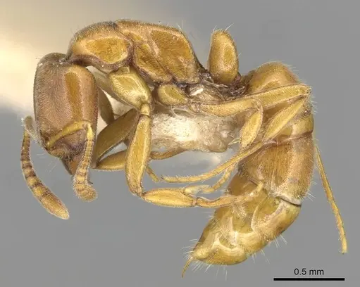 Hypoponera congrua specimen CASENT0915192 image casent0915192_3