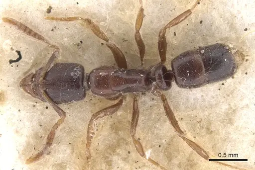 Hypoponera convexiuscula specimen CASENT0902567 image casent0902567_1