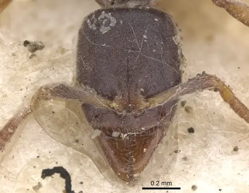 Hypoponera convexiuscula specimen CASENT0902567 image casent0902567_2