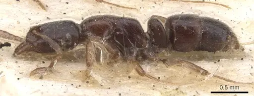 Hypoponera convexiuscula specimen CASENT0902567 image casent0902567_3