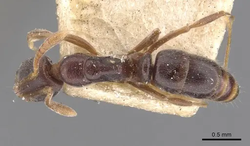 Hypoponera convexiuscula specimen CASENT0907334 image casent0907334_1