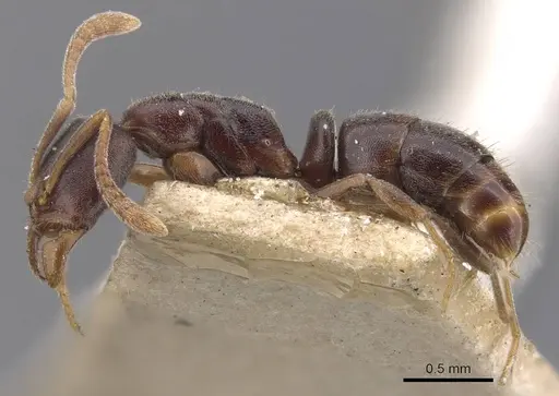 Hypoponera convexiuscula specimen CASENT0907334 image casent0907334_3