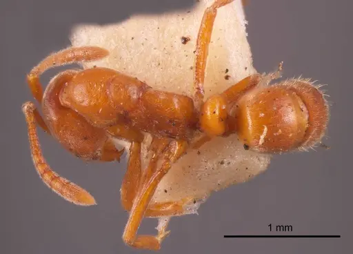 Hypoponera decora specimen ANTWEB1008268 image antweb1008268_1