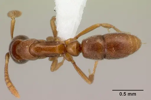 Hypoponera defessa specimen CASENT0226566 image casent0226566_1