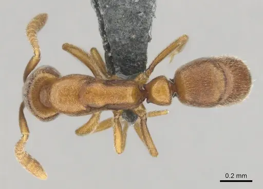 Hypoponera defessa specimen CASENT0815776 image casent0815776_1